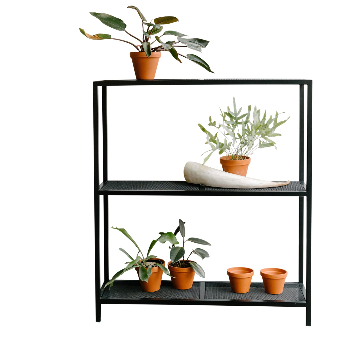 The Sunkist Shelf